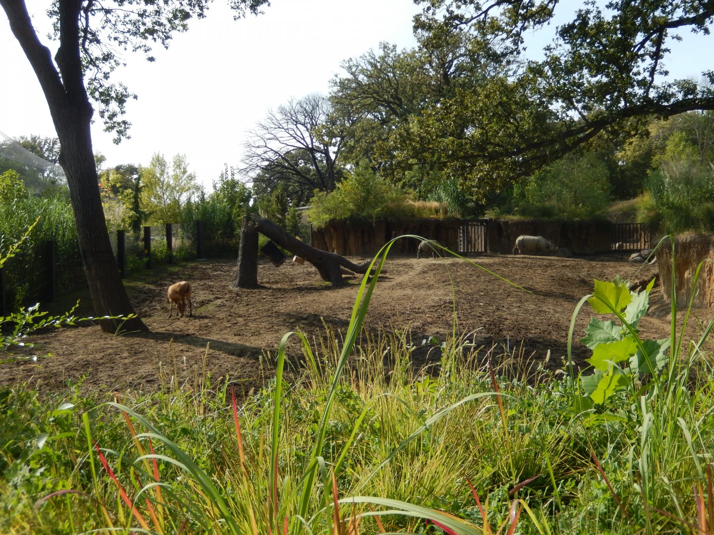 9/13/2020 - Indian Rhino & Pere David's Deer Habitat