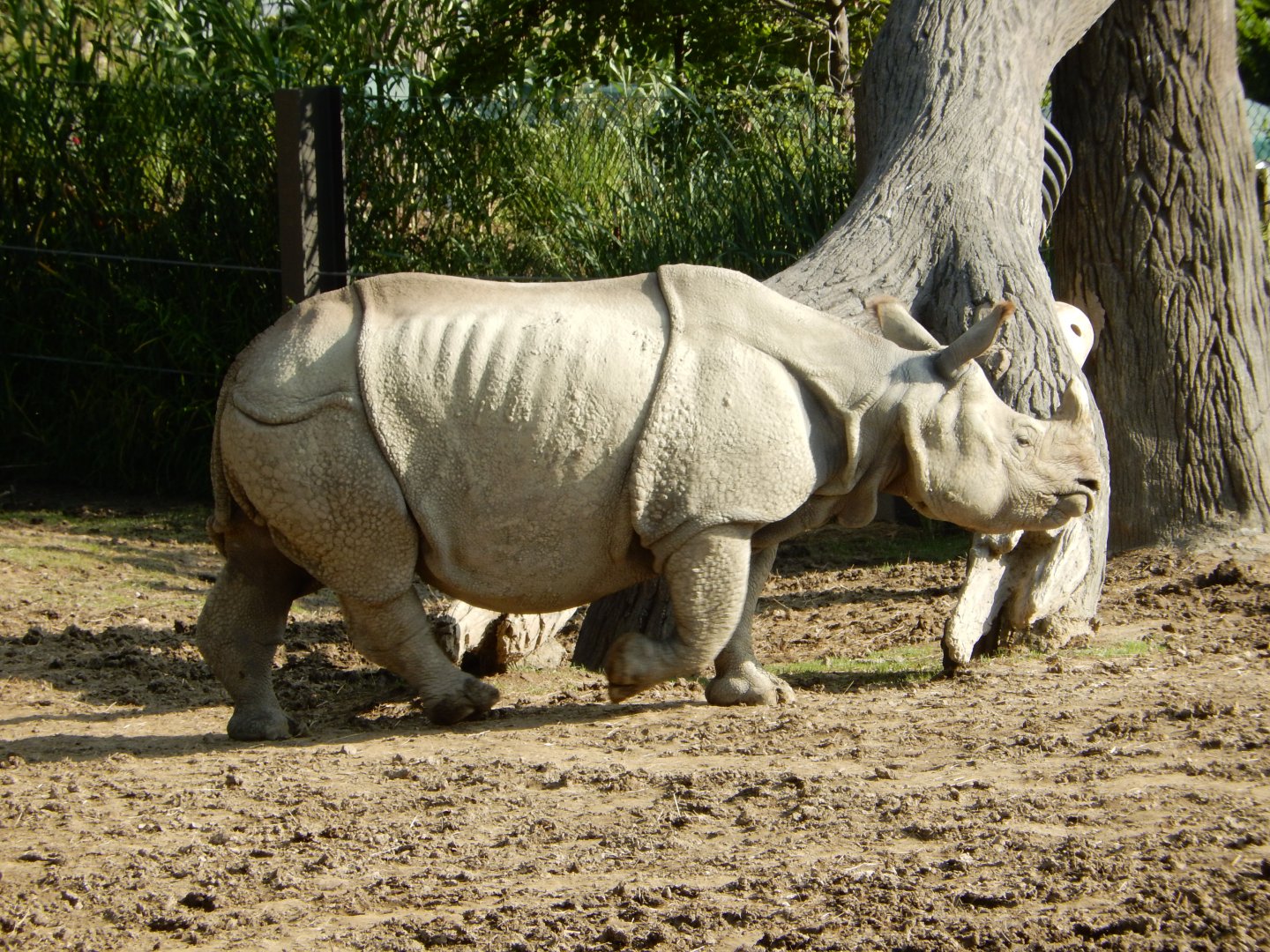 9/13/2020 - Indian Rhino