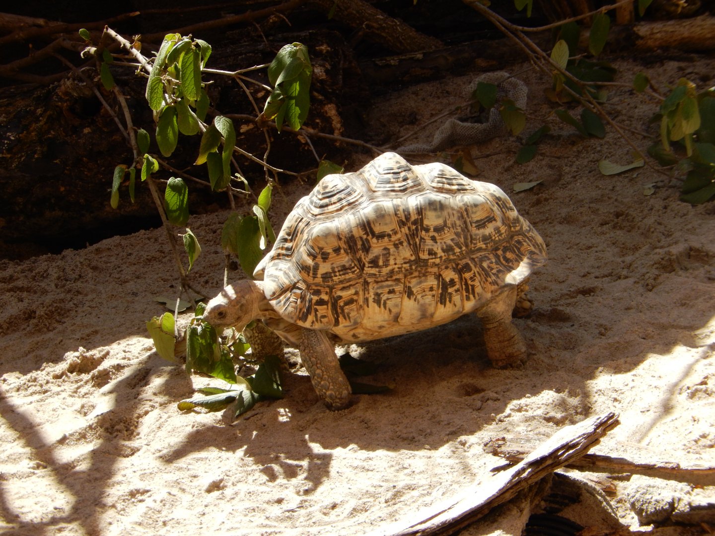 9/13/2020 - Leopard Tortoise