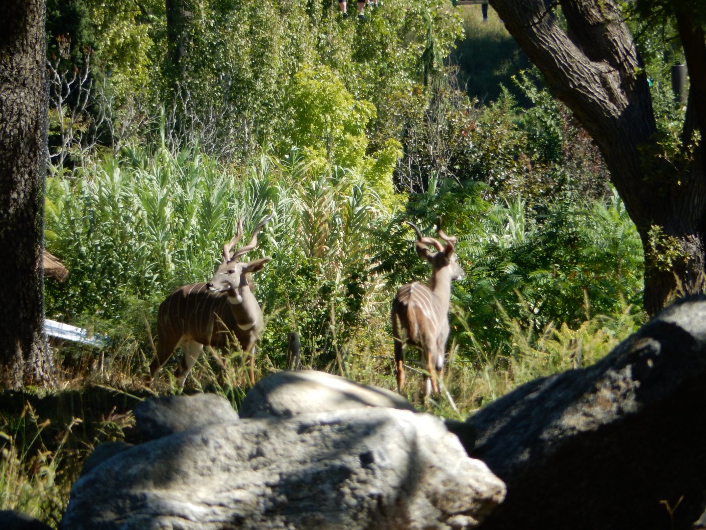 9/13/2020 - Lesser Kudus