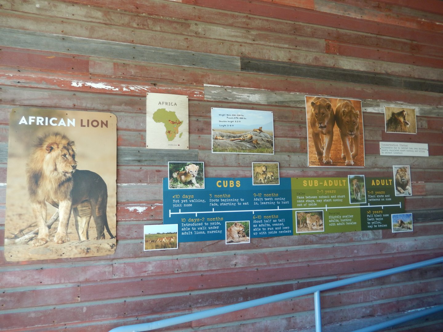 9/13/2020 - Lion Lifestage Signage