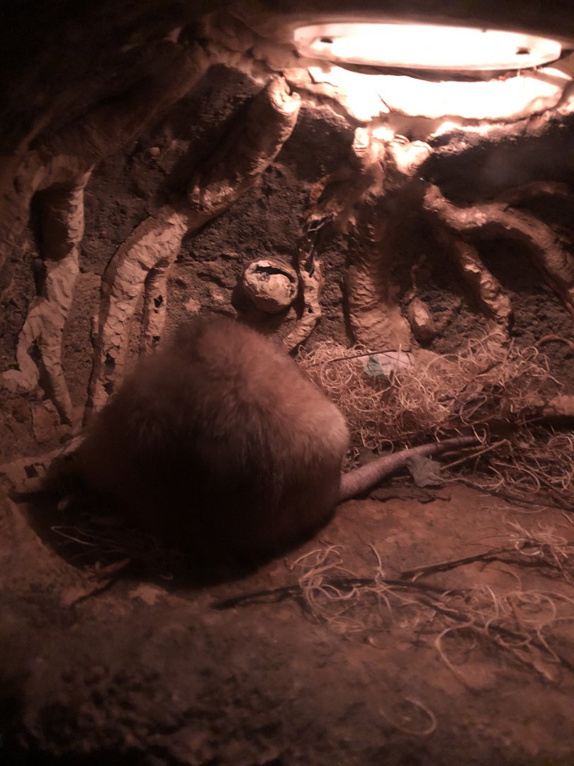 9/13/2020 - Malagasy Jumping Rat