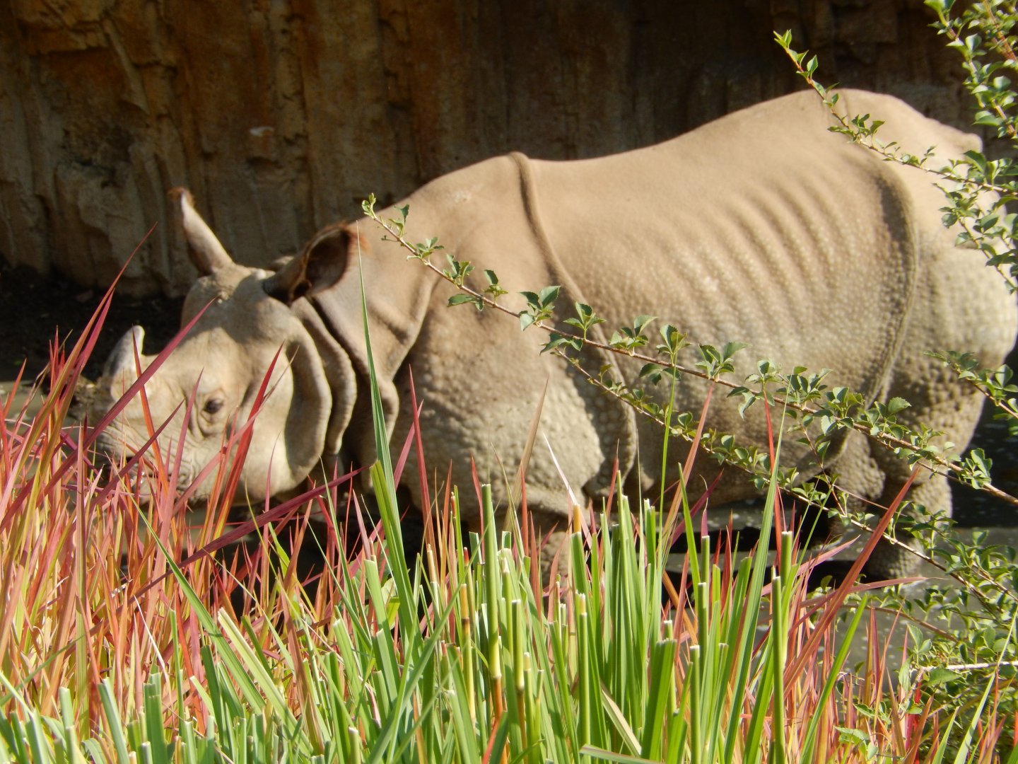 9/13/2020 - Male Indian Rhino