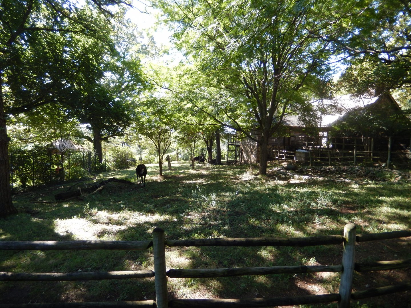 9/13/2020 - Mixed-Species Habitat