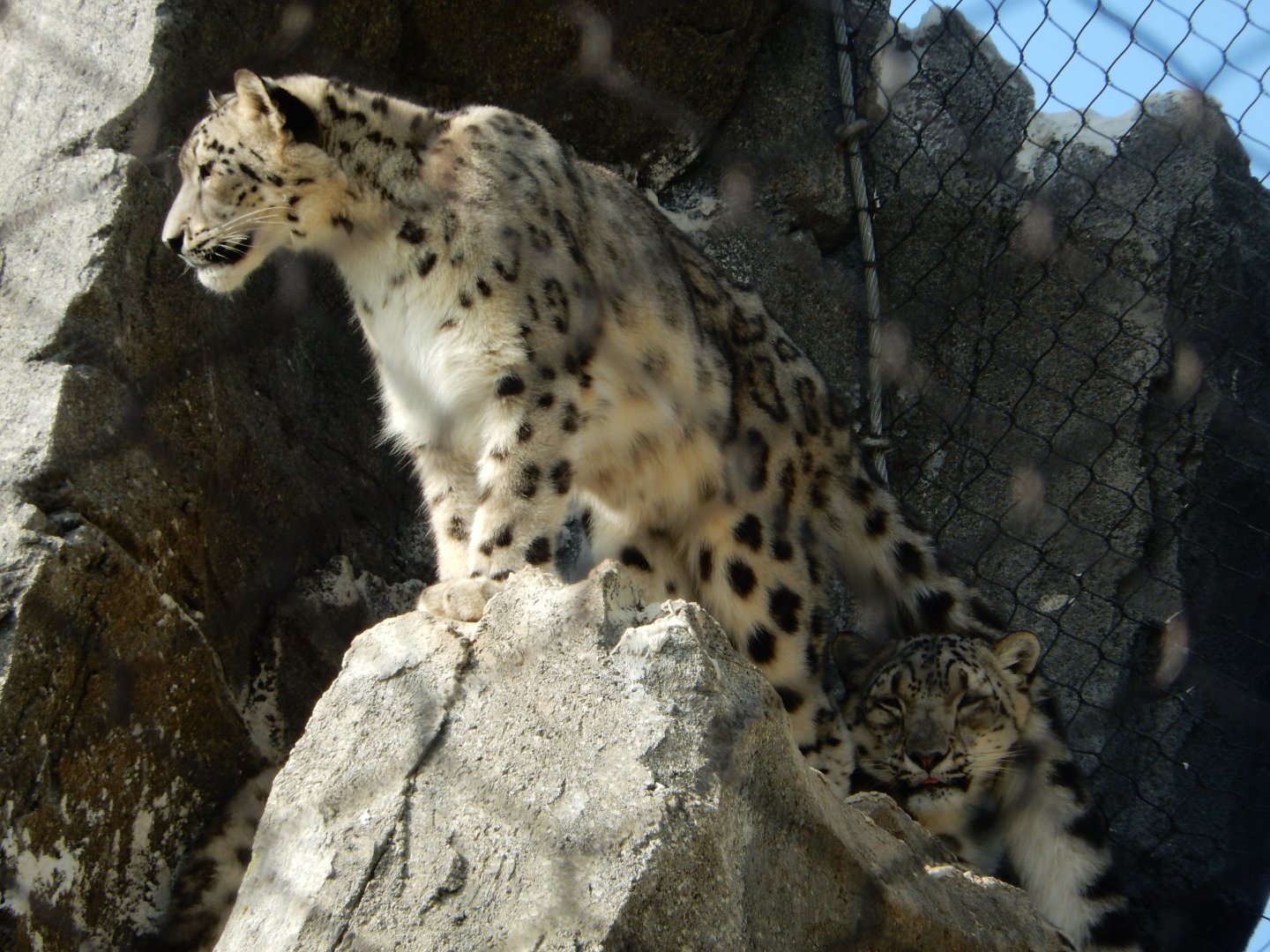 9/13/2020 - Monarch of the Himalayas