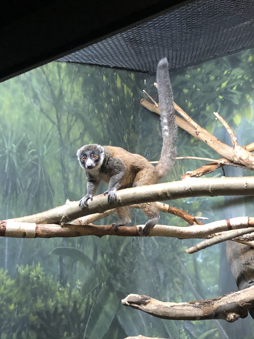 9/13/2020 - Mongoose Lemur