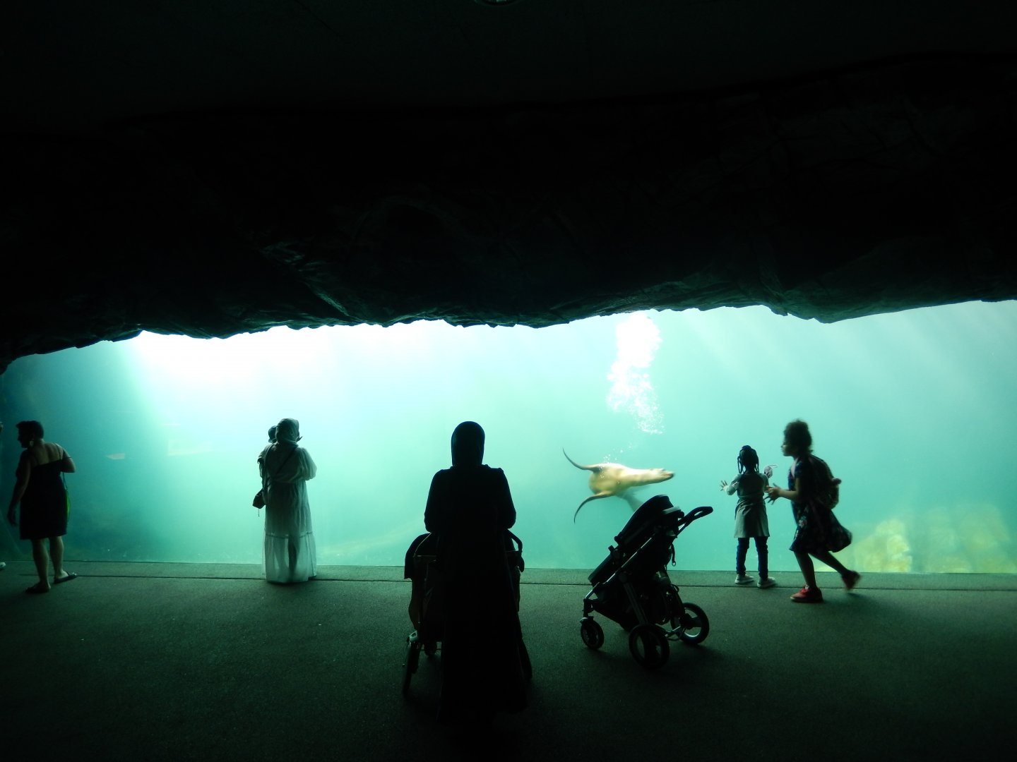 9/13/2020 - Owen Sea Lion Shores - Underwater Viewing Section