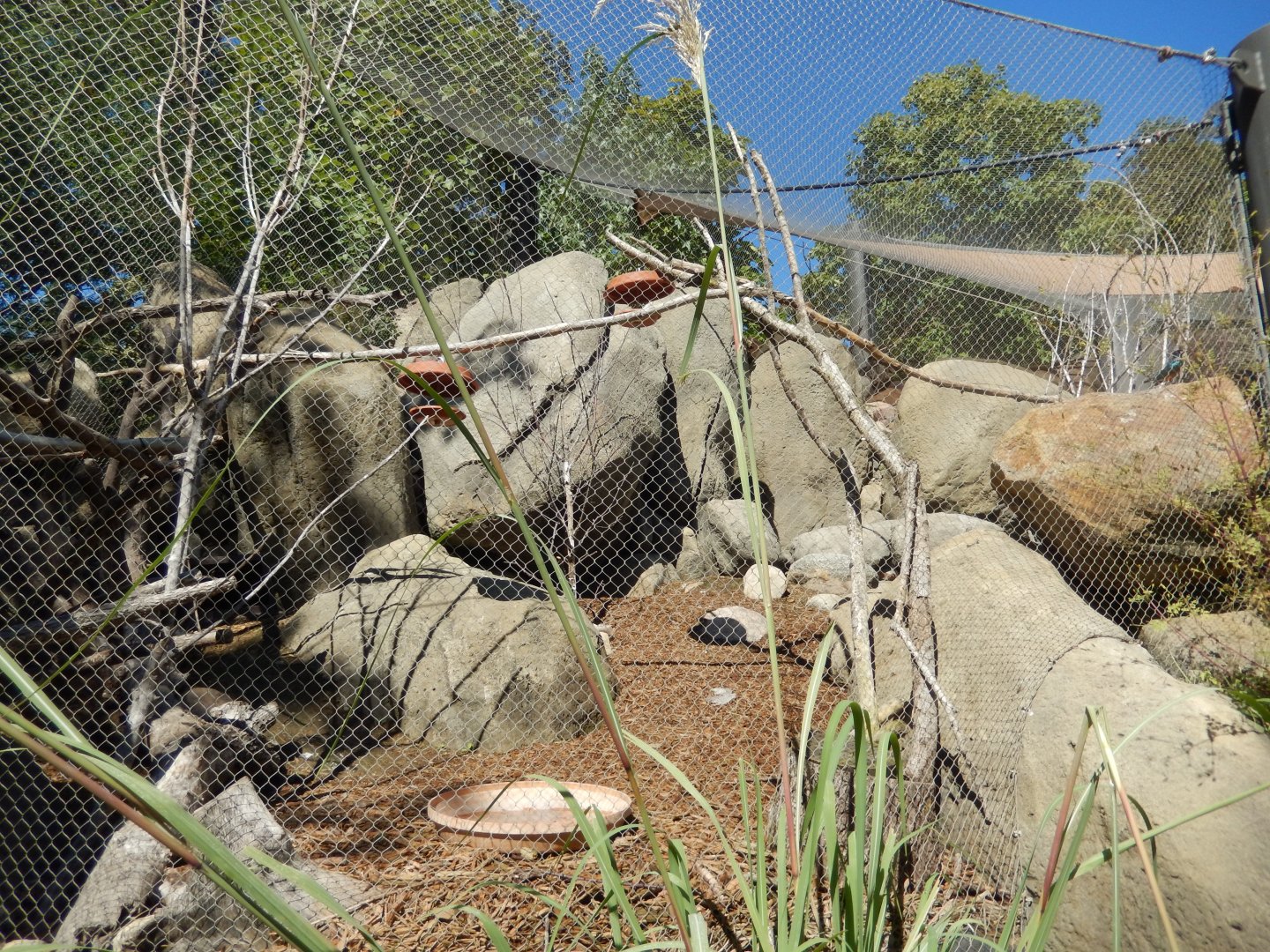 9/13/2020 - Second Kopje Habitat