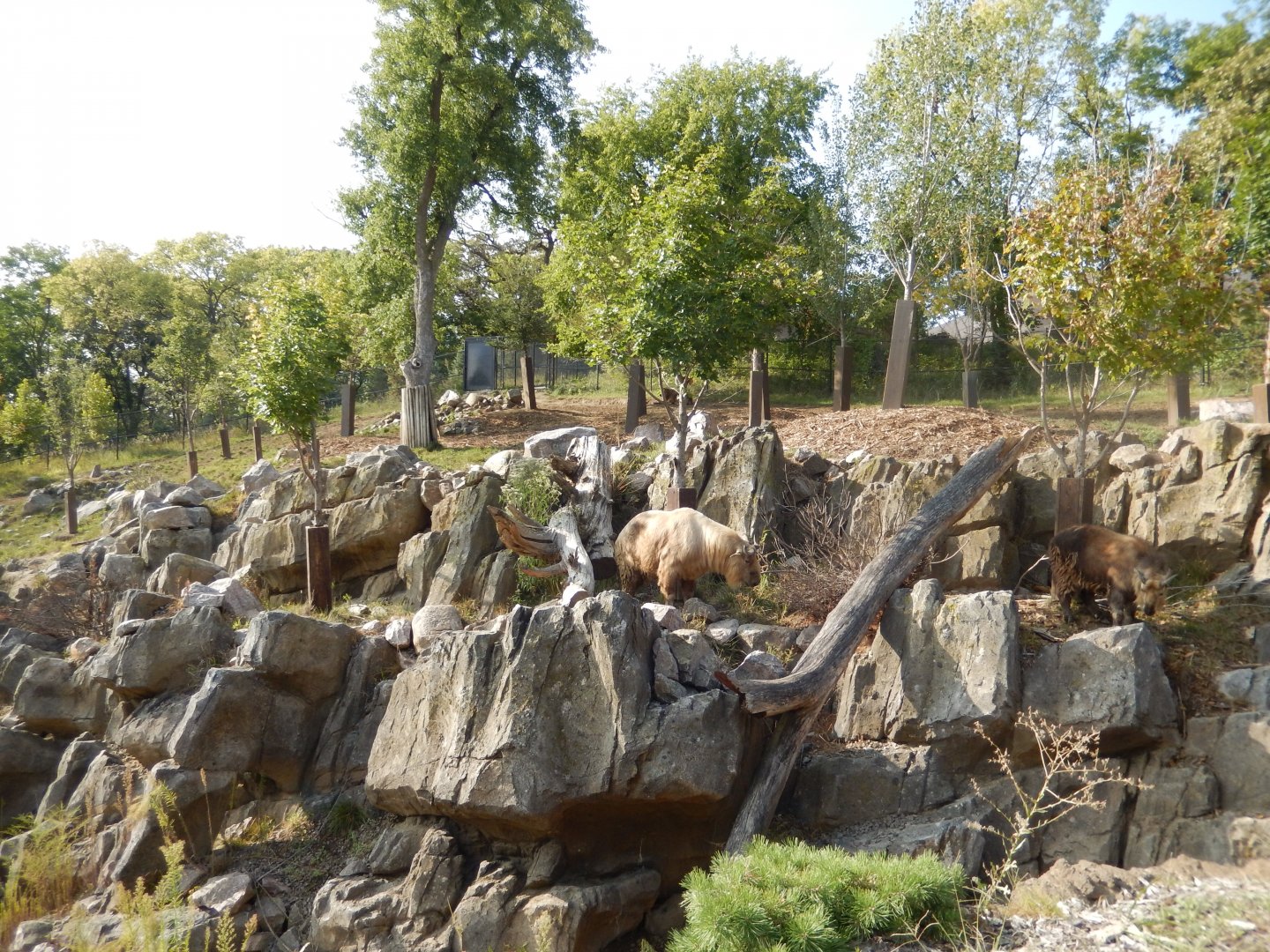 9/13/2020 - Sichuan Takin & Central Chinese Goral Habitat - Primary View