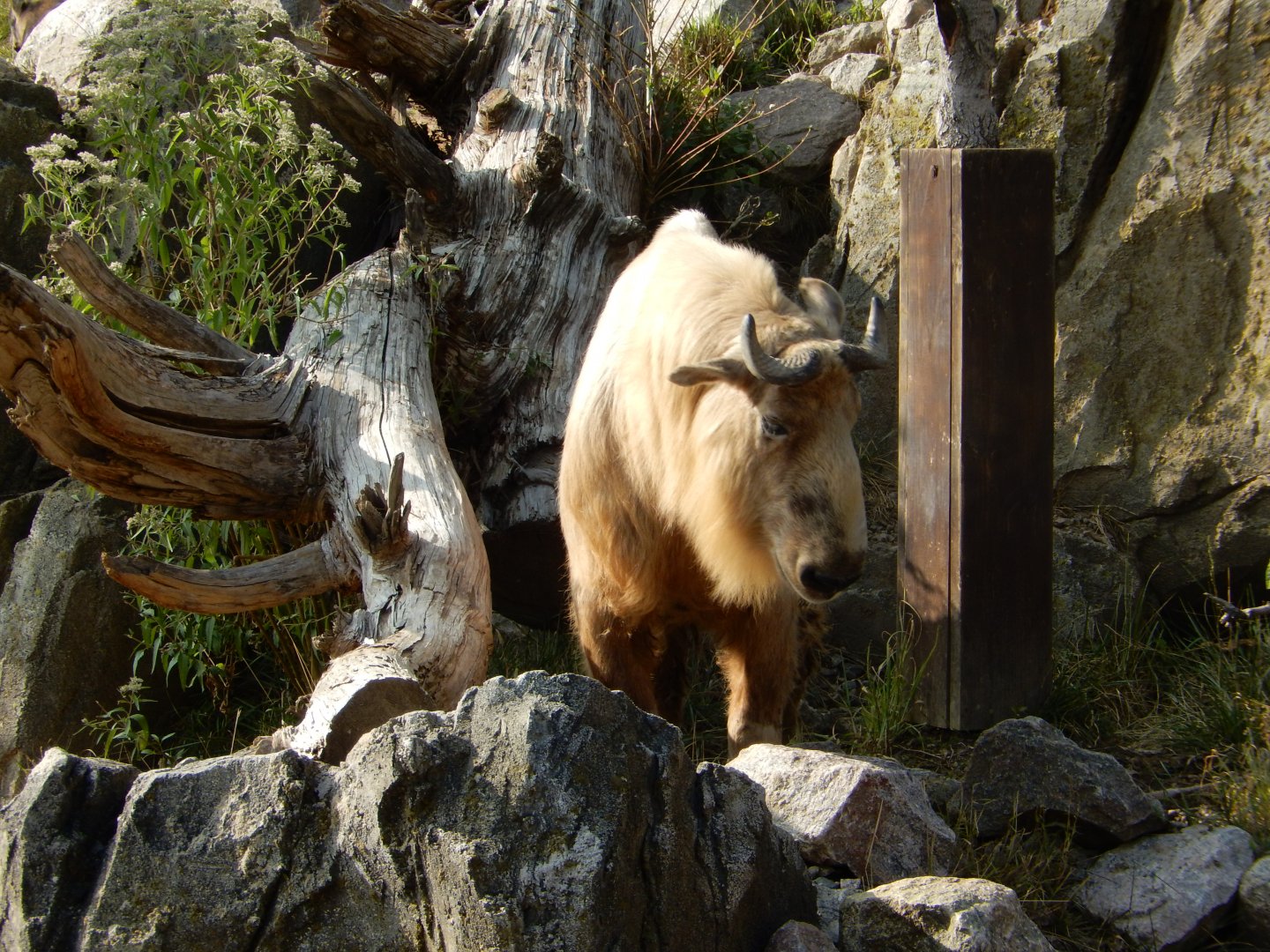 9/13/2020 - Sichuan Takin