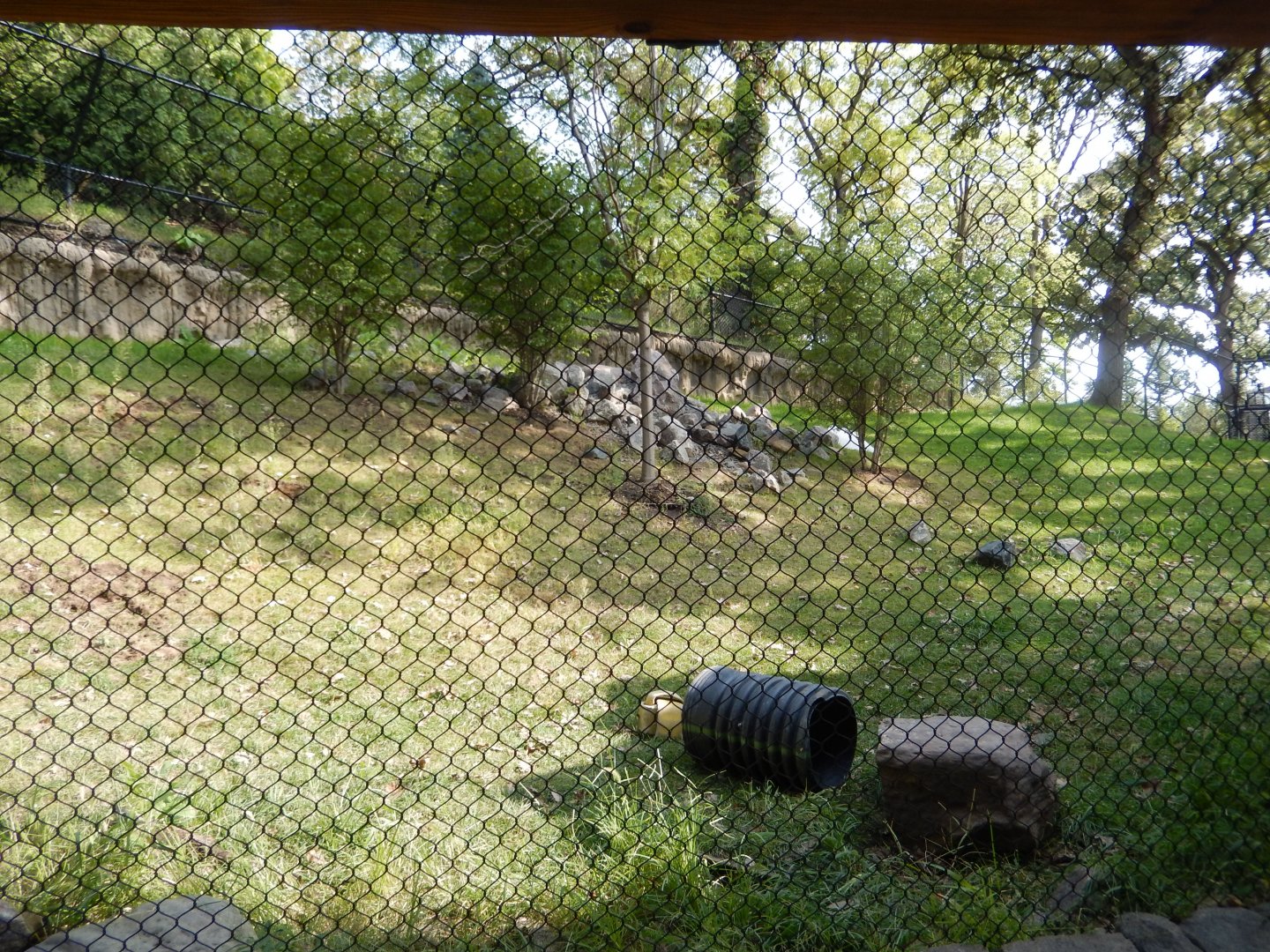 9/13/2020 - Sloth Bear Habitat