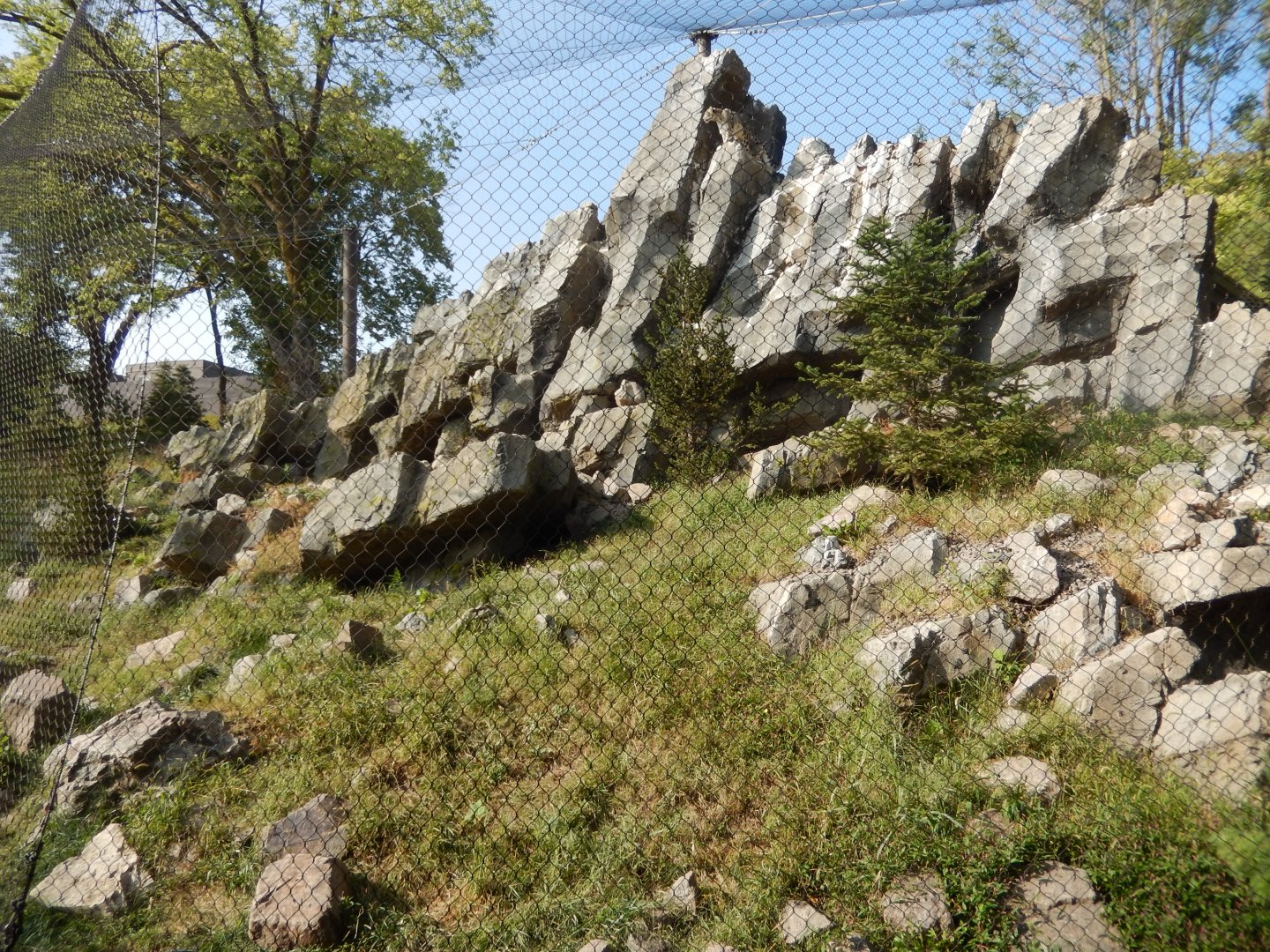 9/13/2020 - Snow Leopard Habitat