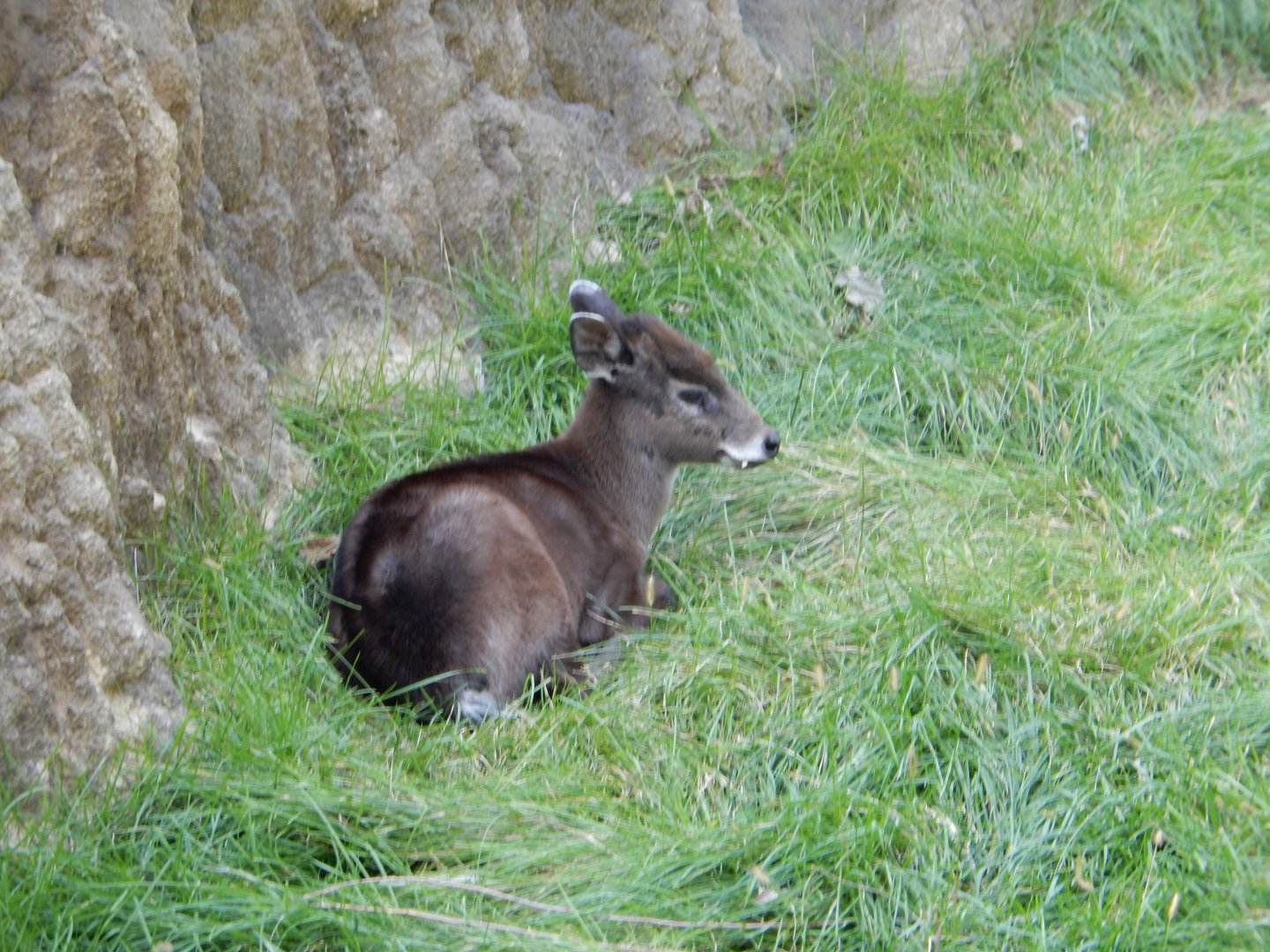 9/13/2020 - Tufted Deer