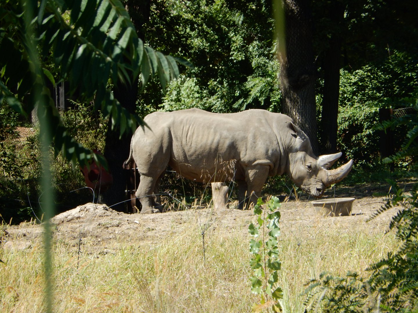 9/13/2020 - White Rhino