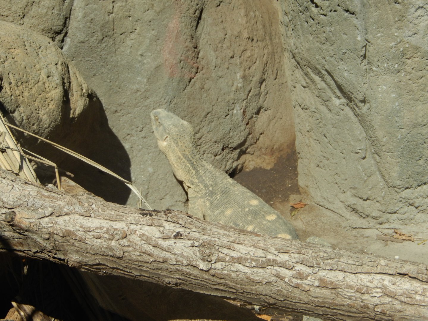 9/13/2020 - White-Throated Monitor