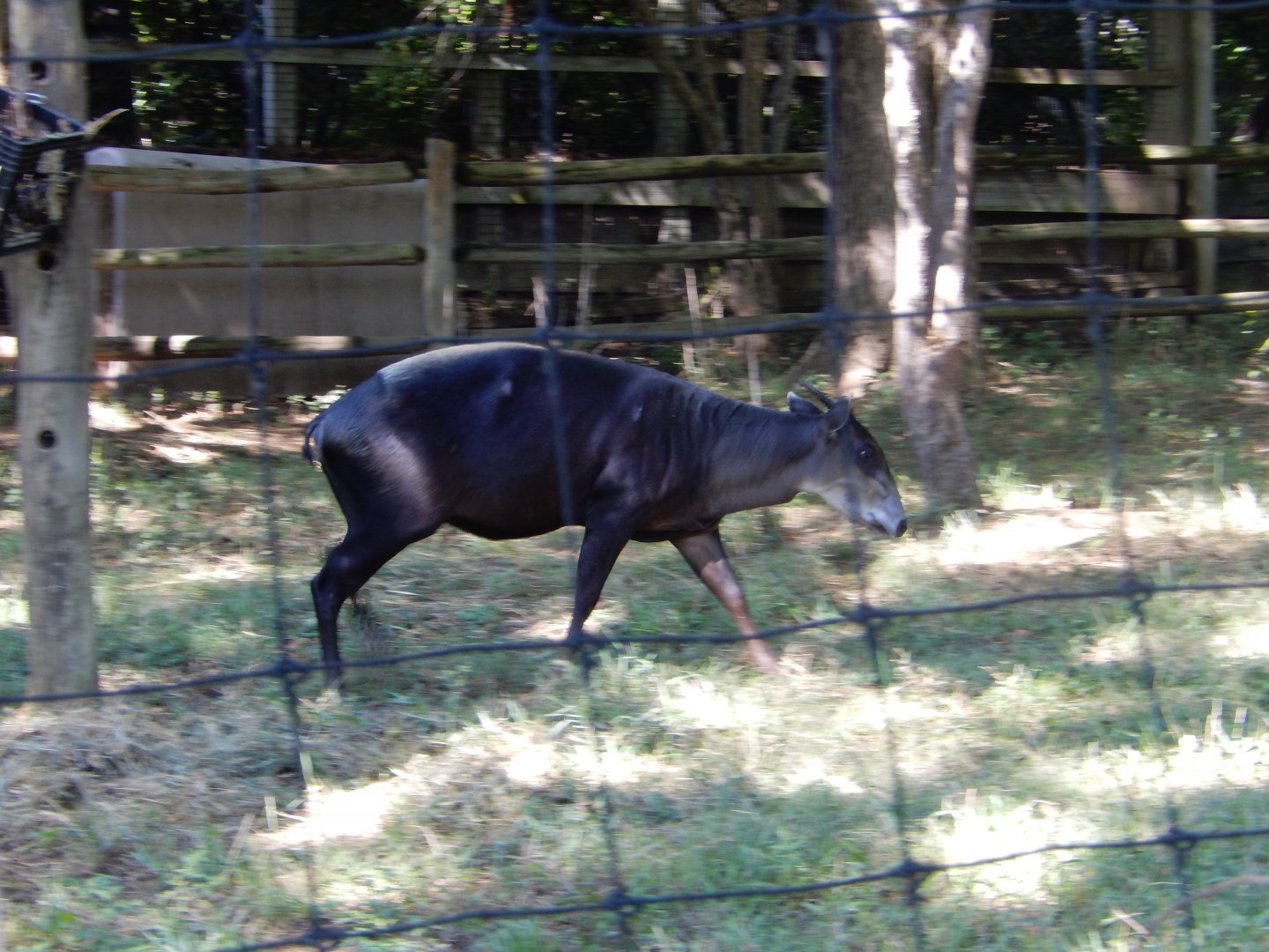 9/13/2020 - Yellow-Backed Duiker