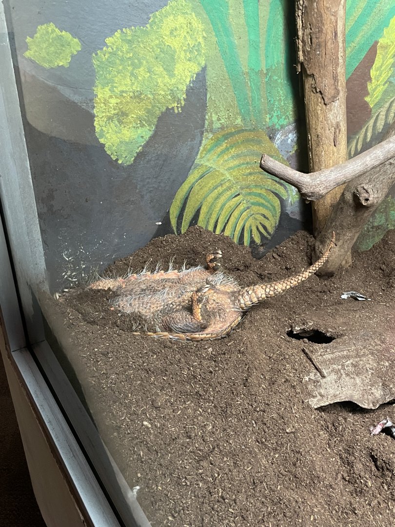 9/13/2024 - All Tuckered Out