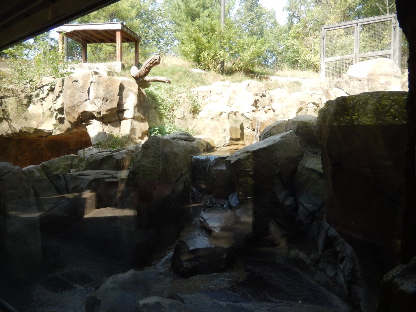 9/13/2024 - Amur Tiger Habitat