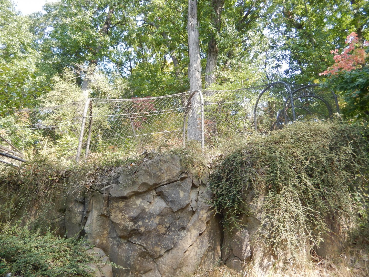 9/13/2024 - Amur Tiger Mesh Tunnel