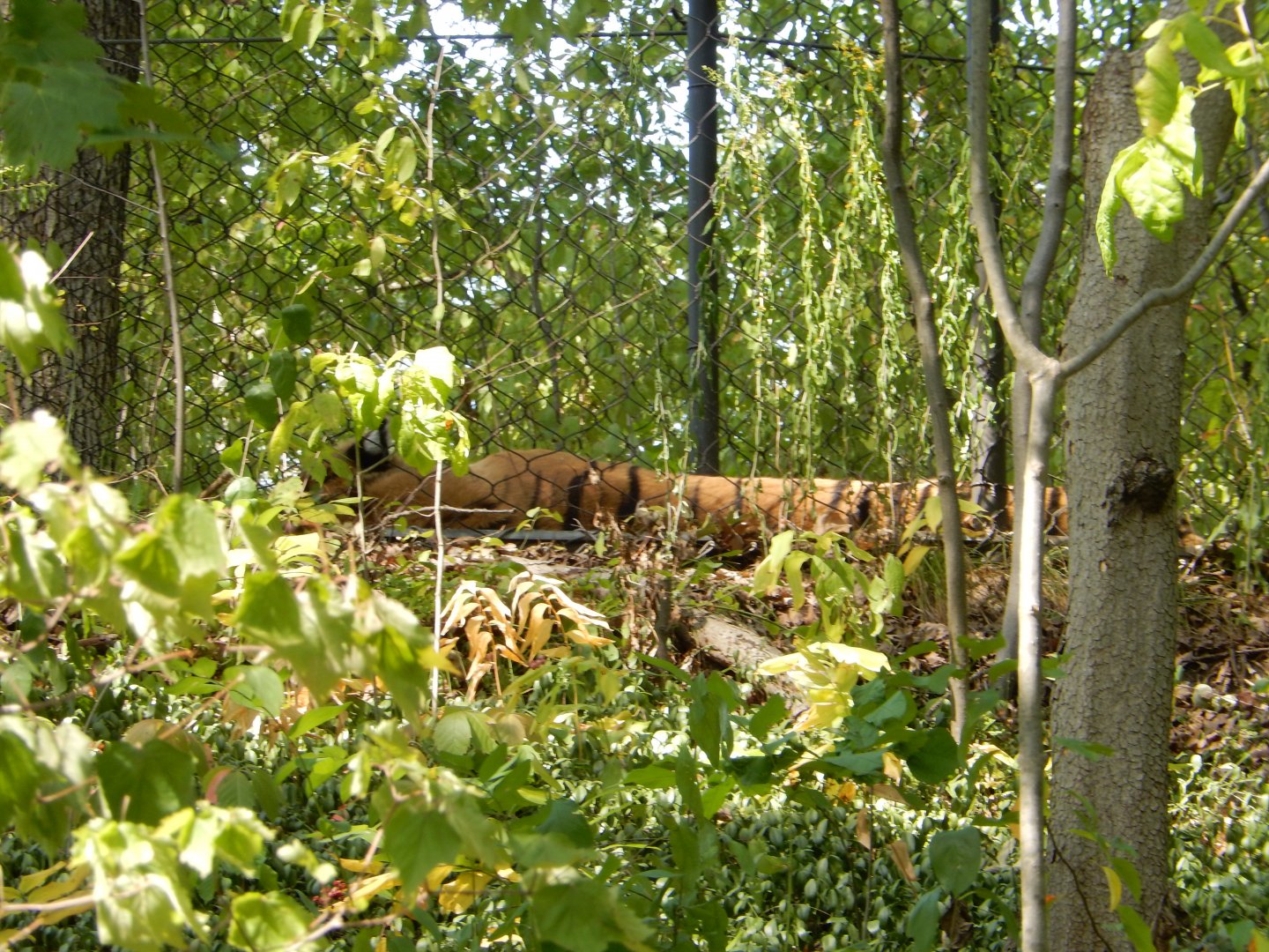 9/13/2024 - Amur Tiger