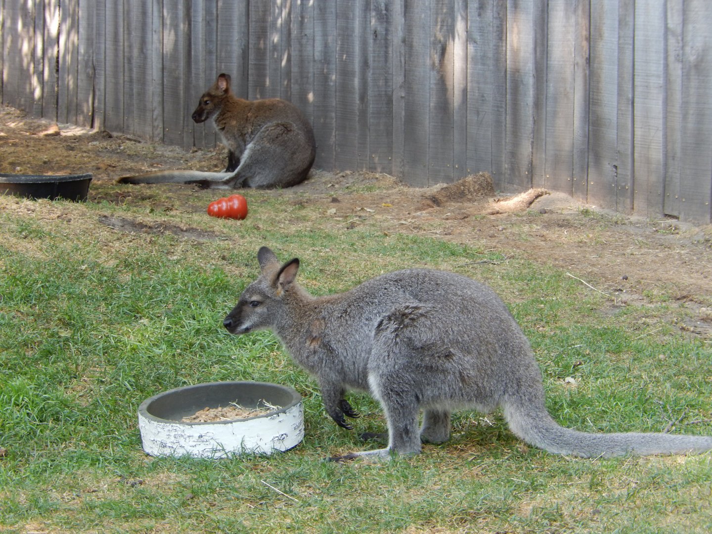 9/13/2024 - Bennett's Wallabies