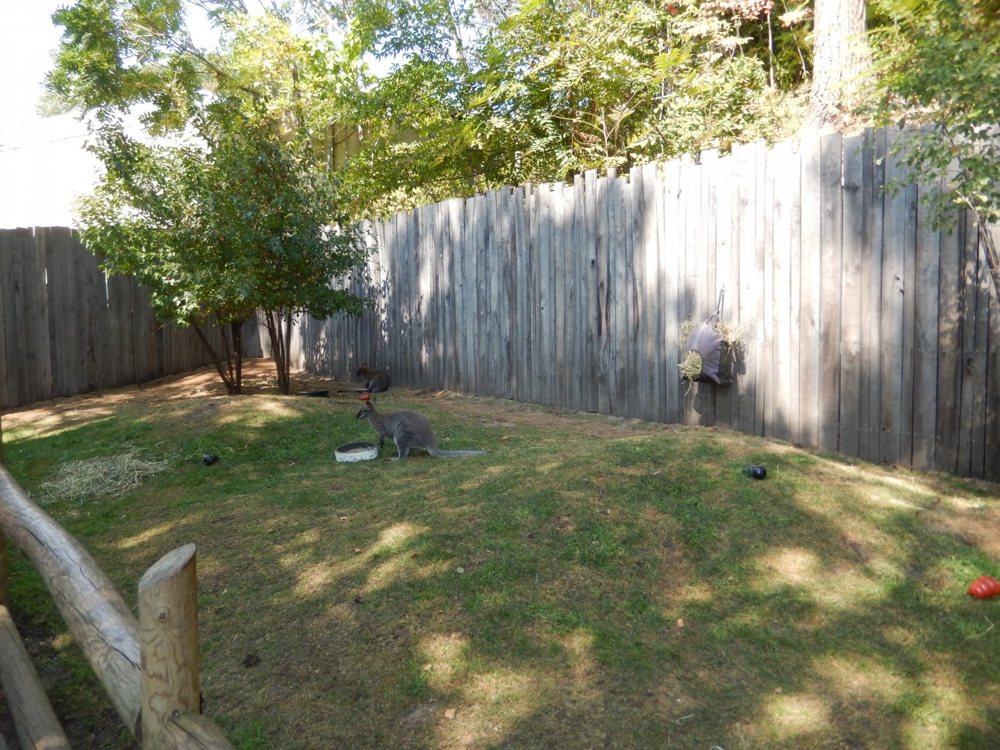 9/13/2024 - Bennett's Wallaby Walkthrough Habitat