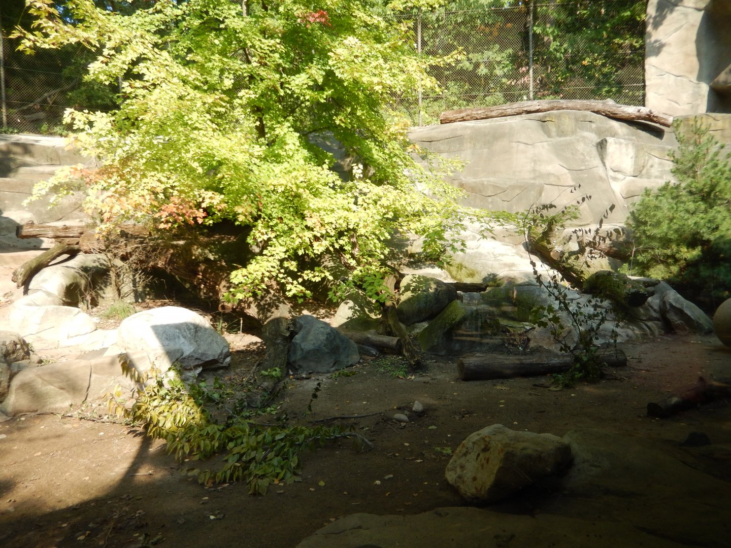 9/13/2024 - Brown Bear Exhibit