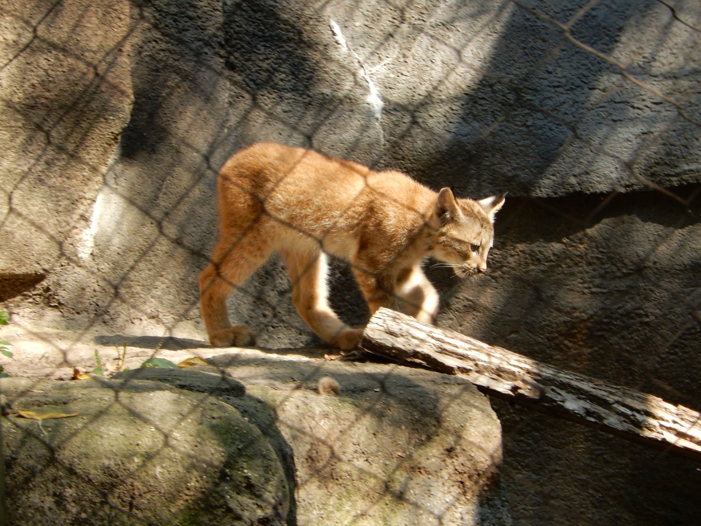 9/13/2024 - Canadian Lynx Kitten