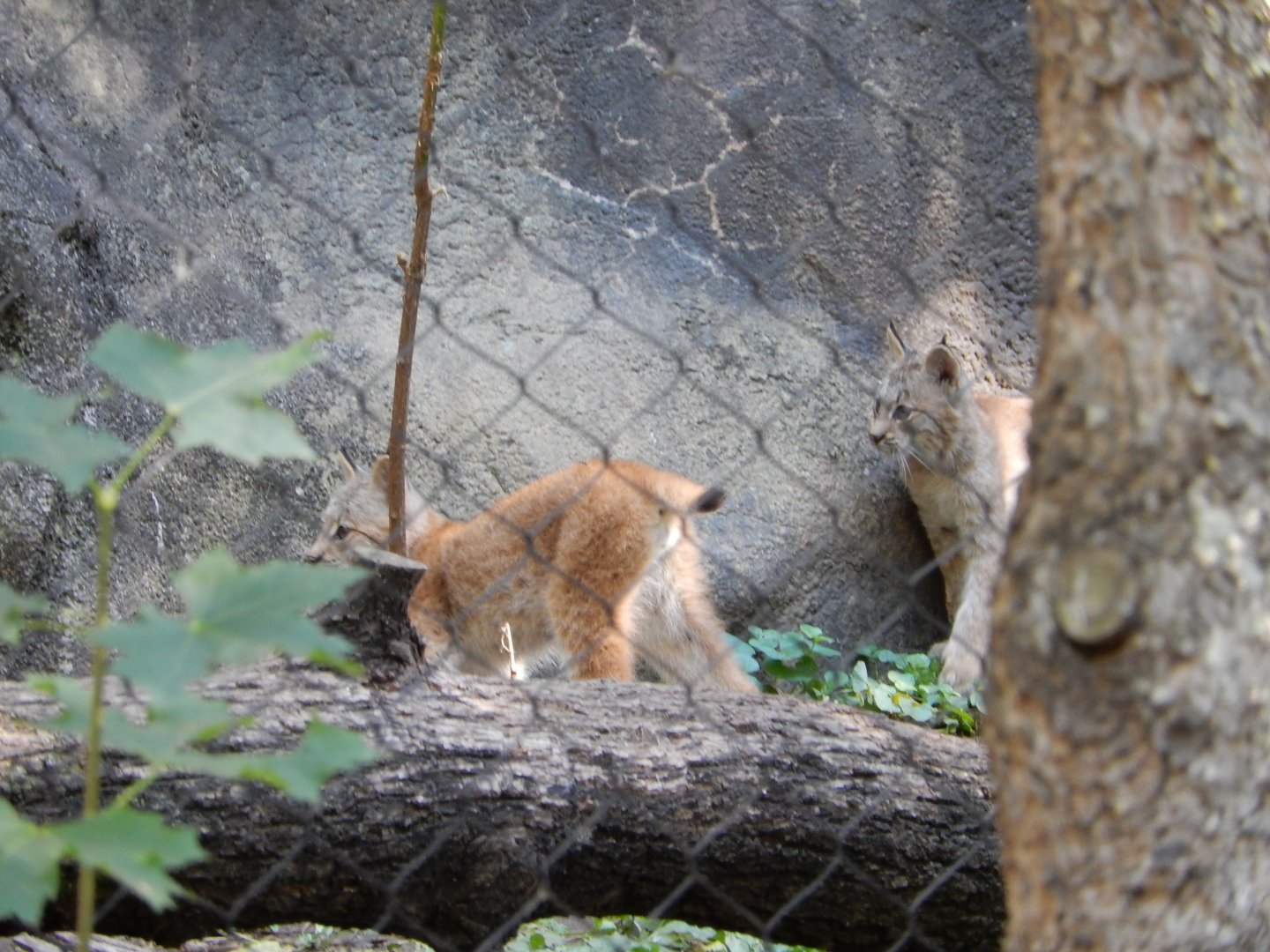 9/13/2024 - Canadian Lynx Kittens