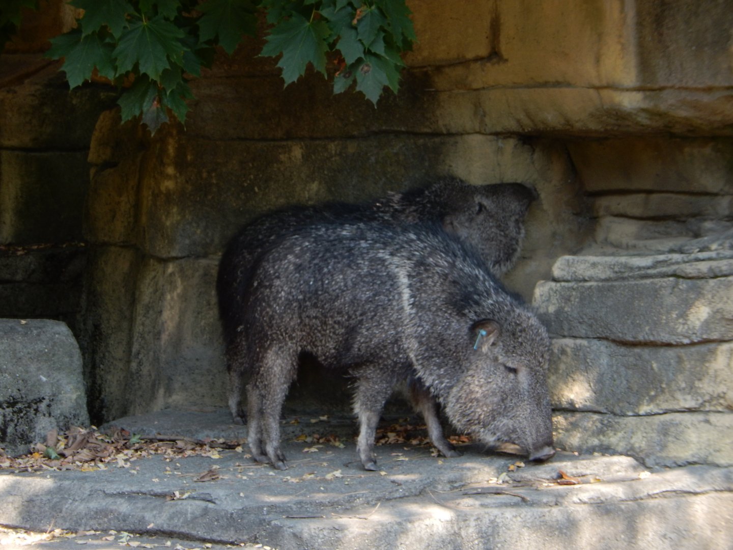 9/13/2024 - Chacoan Peccaries