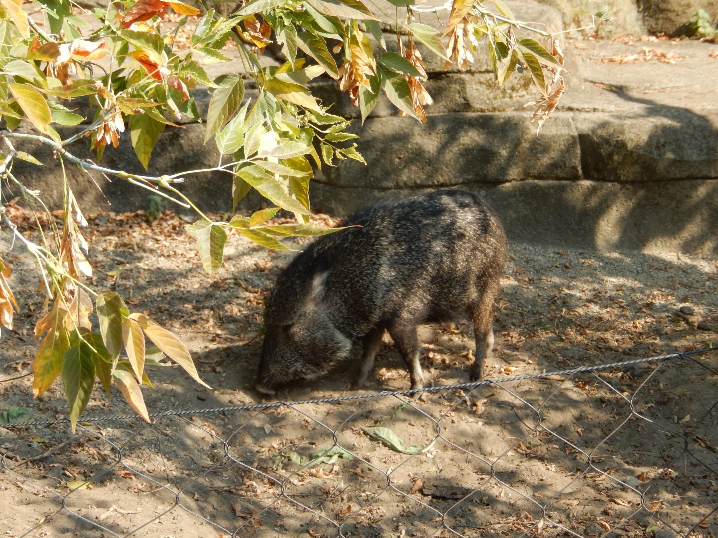 9/13/2024 - Chacoan Peccary