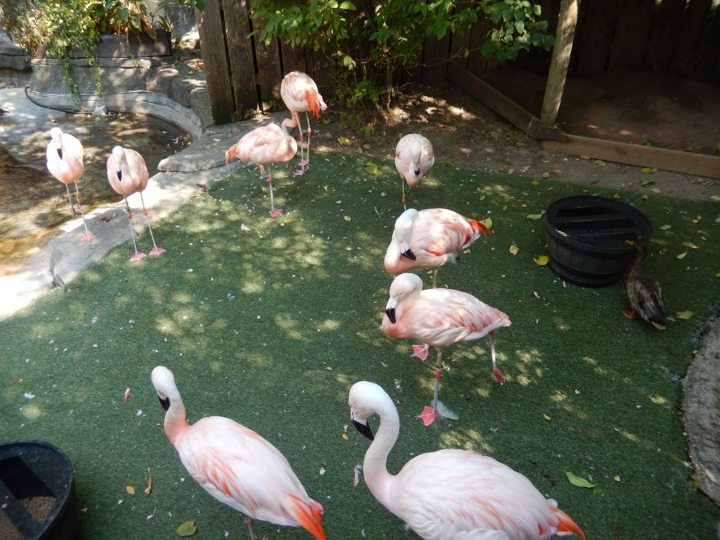 9/13/2024 - Chilean Flamingos