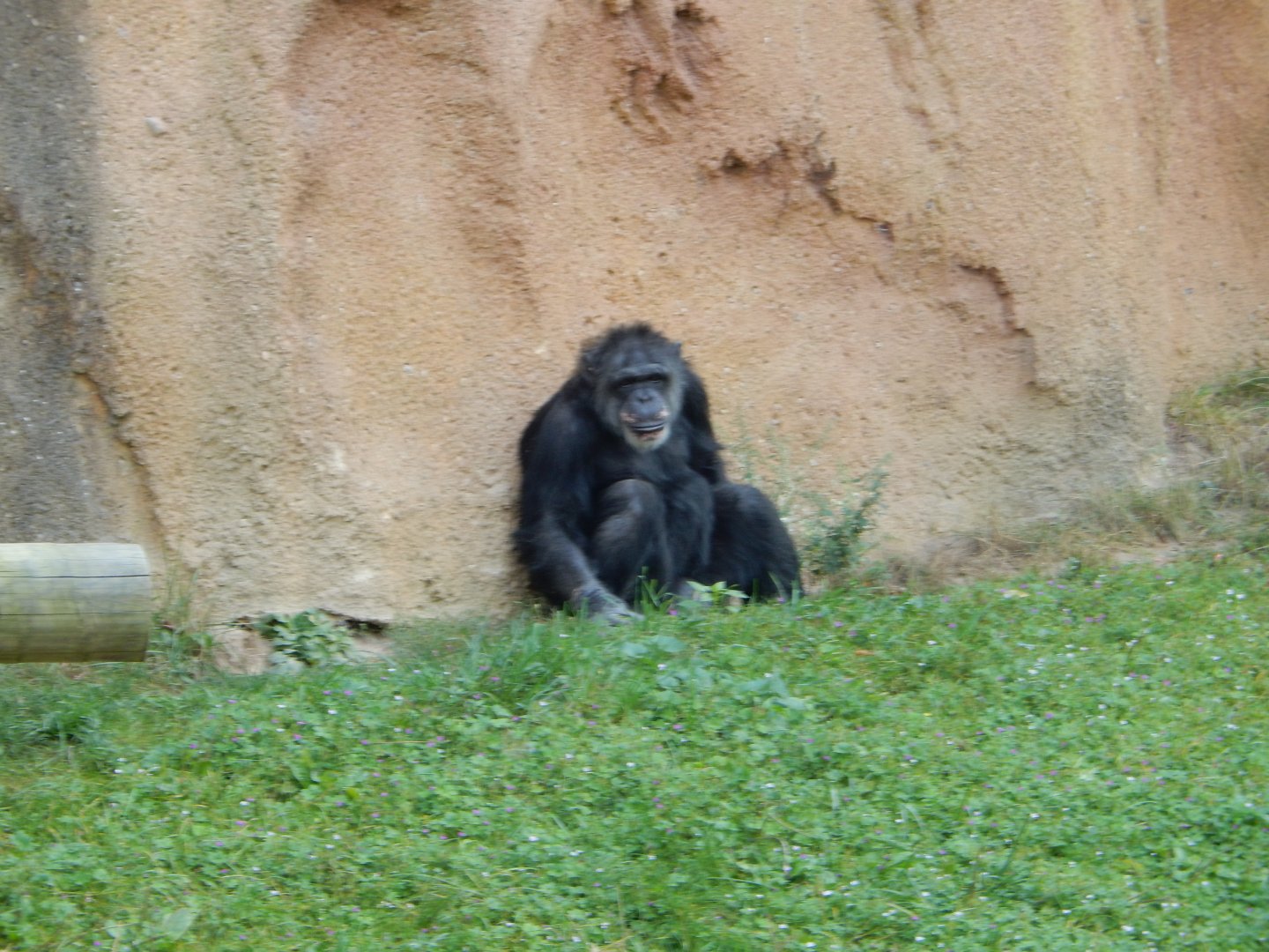 9/13/2024 - Chimpanzee