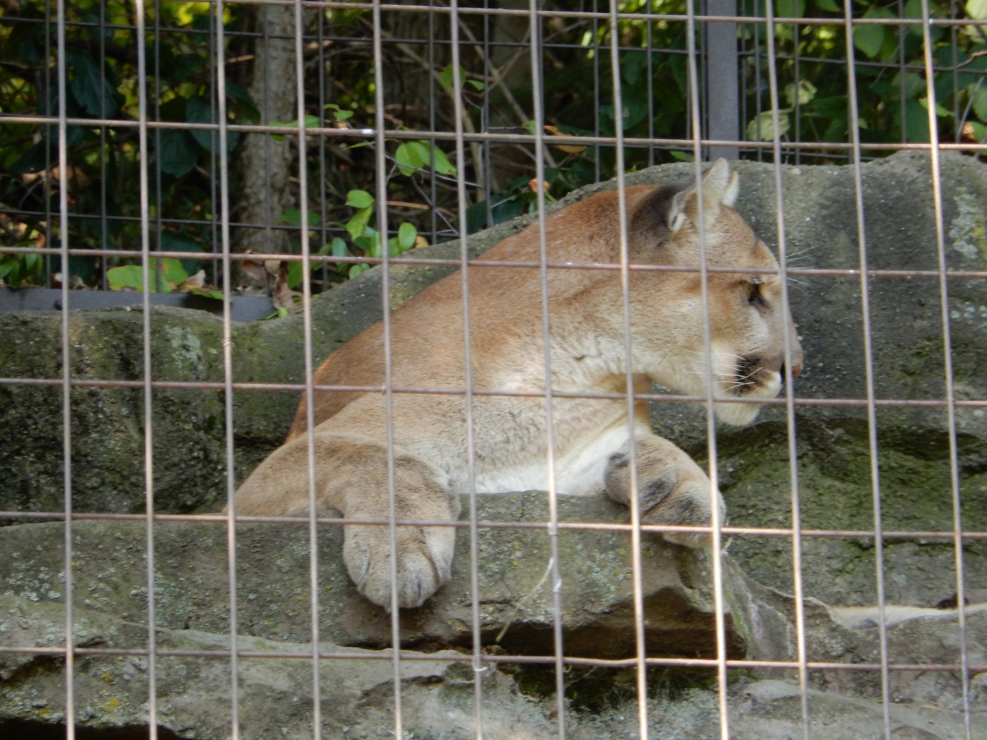 9/13/2024 - Cougar