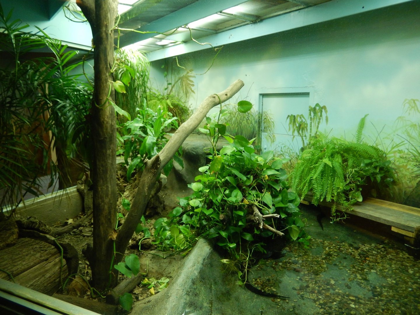 9/13/2024 - Cuvier's Dwarf Caiman Habitat