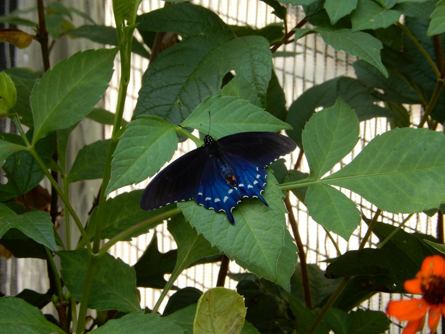 9/13/2024 - Eastern Tiger Swallowtail Butterfly (?)