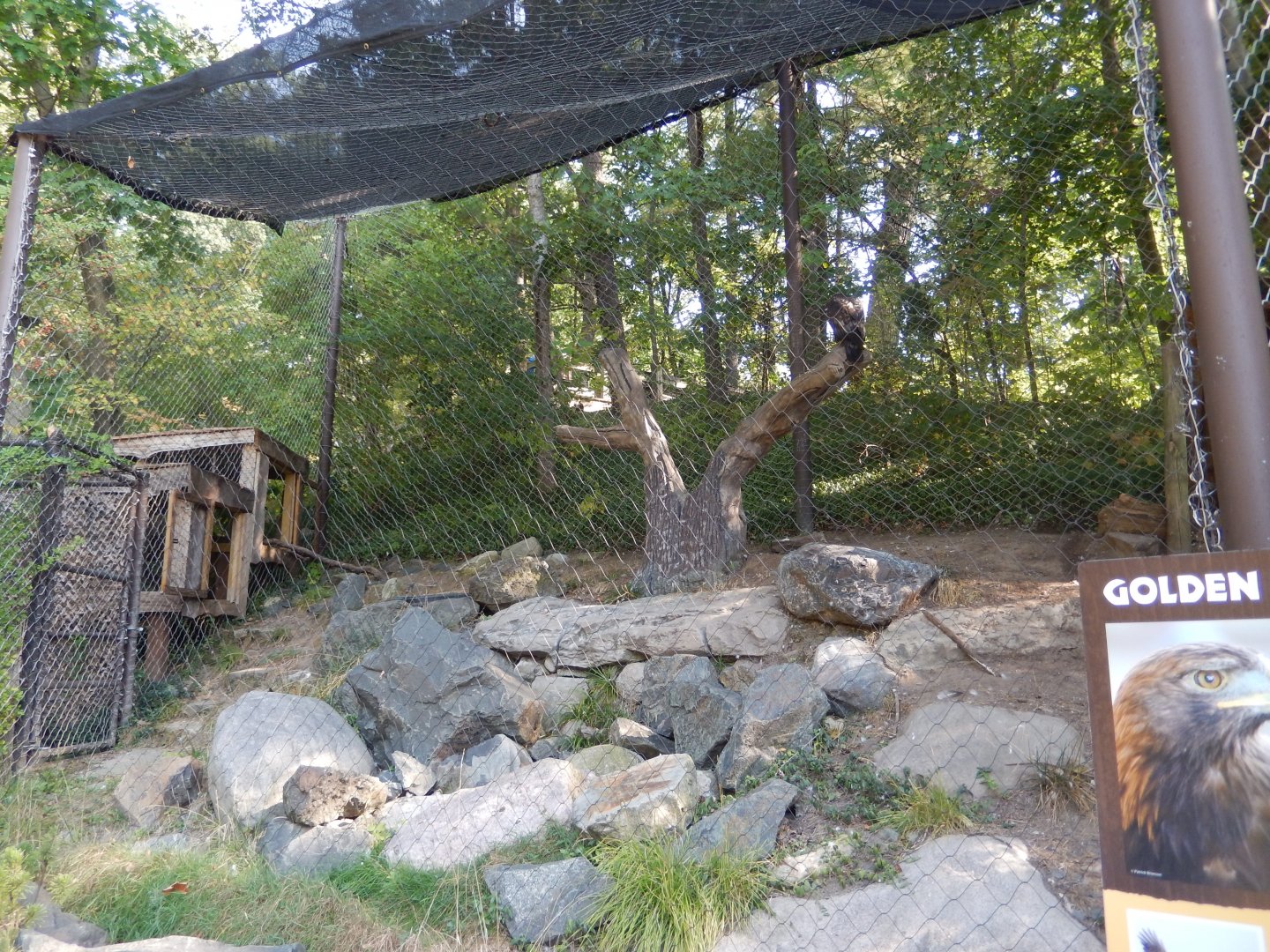 9/13/2024 - Golden Eagle Aviary