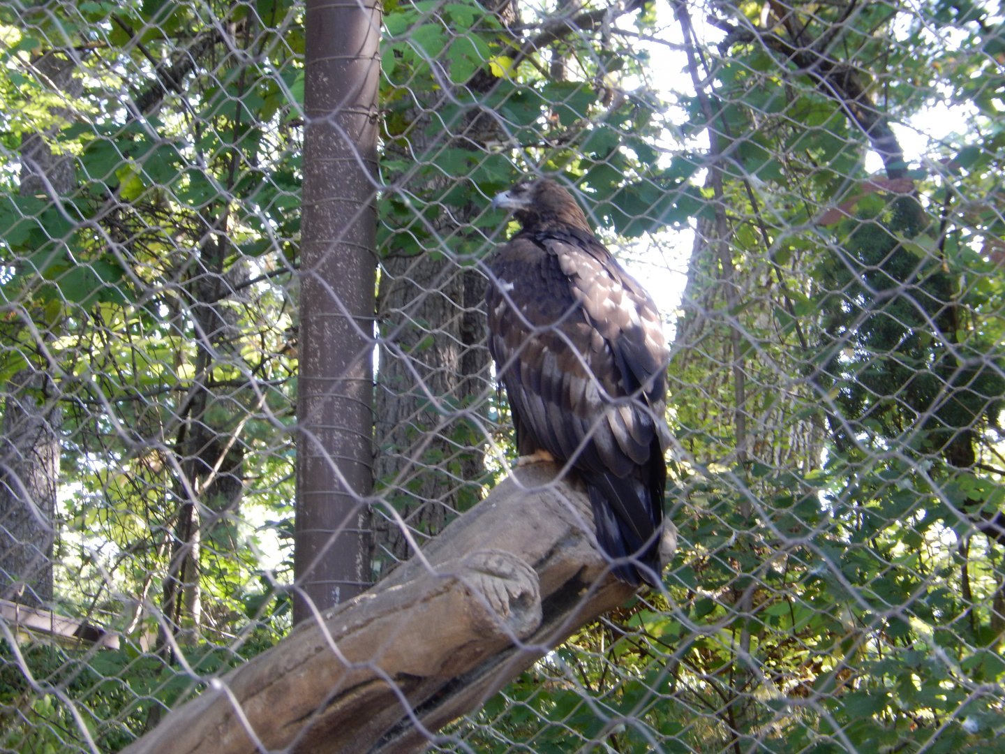 9/13/2024 - Golden Eagle