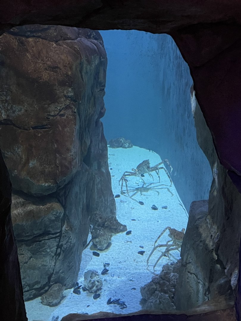 9/13/2024 - Japanese Giant Spider Crab Tank