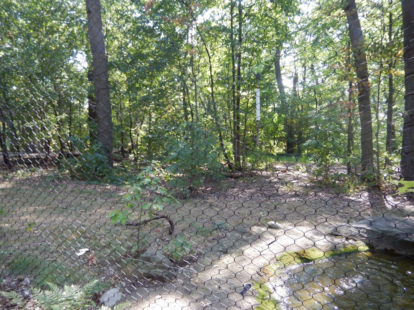 9/13/2024 - Larger Amur Tiger Habitat