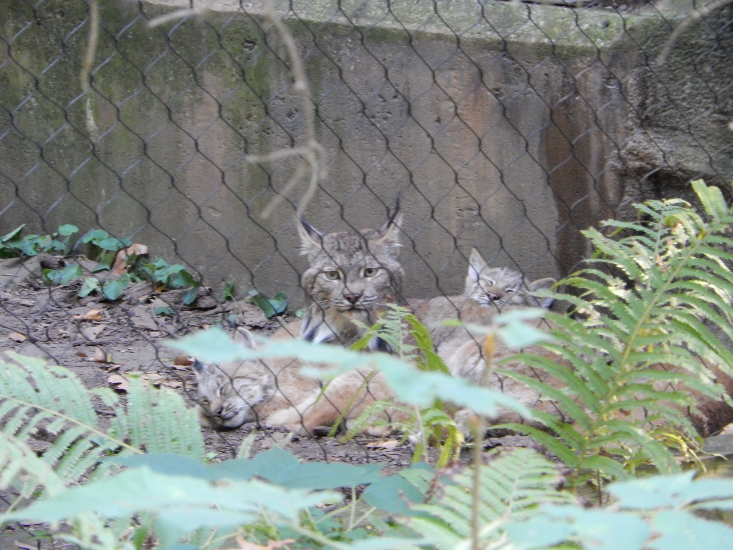 9/13/2024 - Late Morning Nap