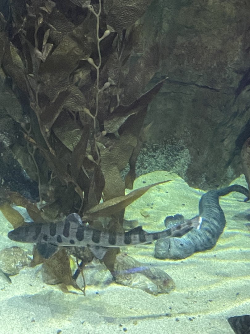 9/13/2024 - Leopard Shark and Peacock Wolf Eel