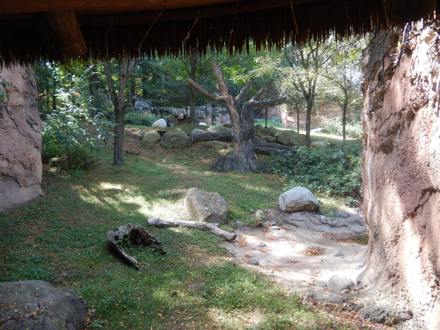 9/13/2024 - Lions of Lake Manyara (Lower View)