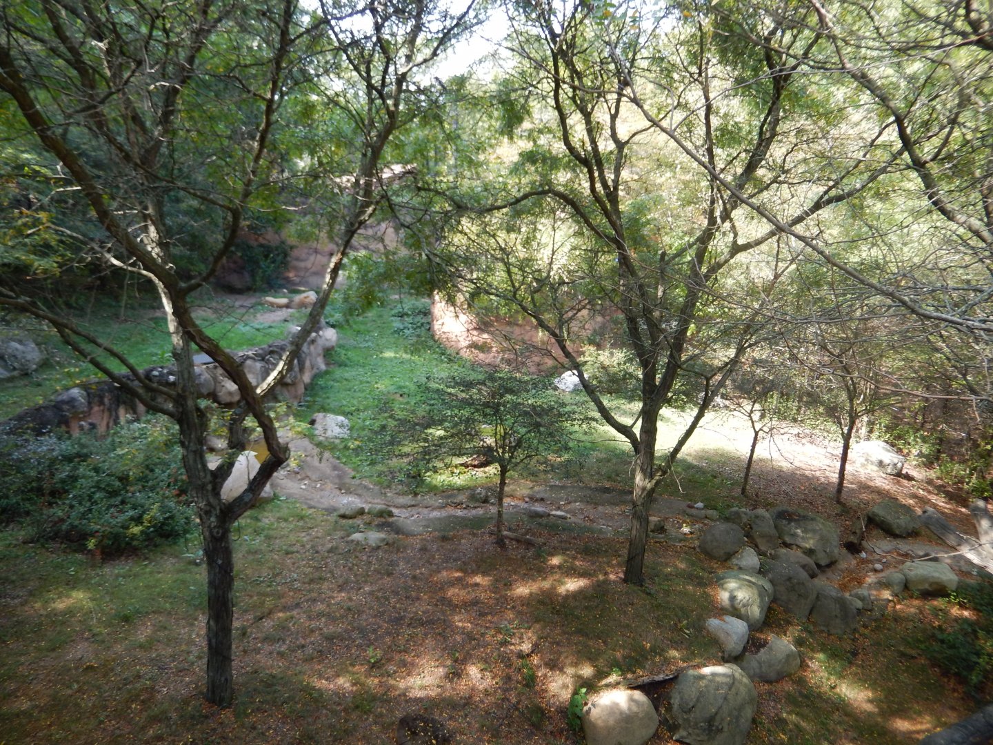 9/13/2024 - Lions of Lake Manyara (Upper View)