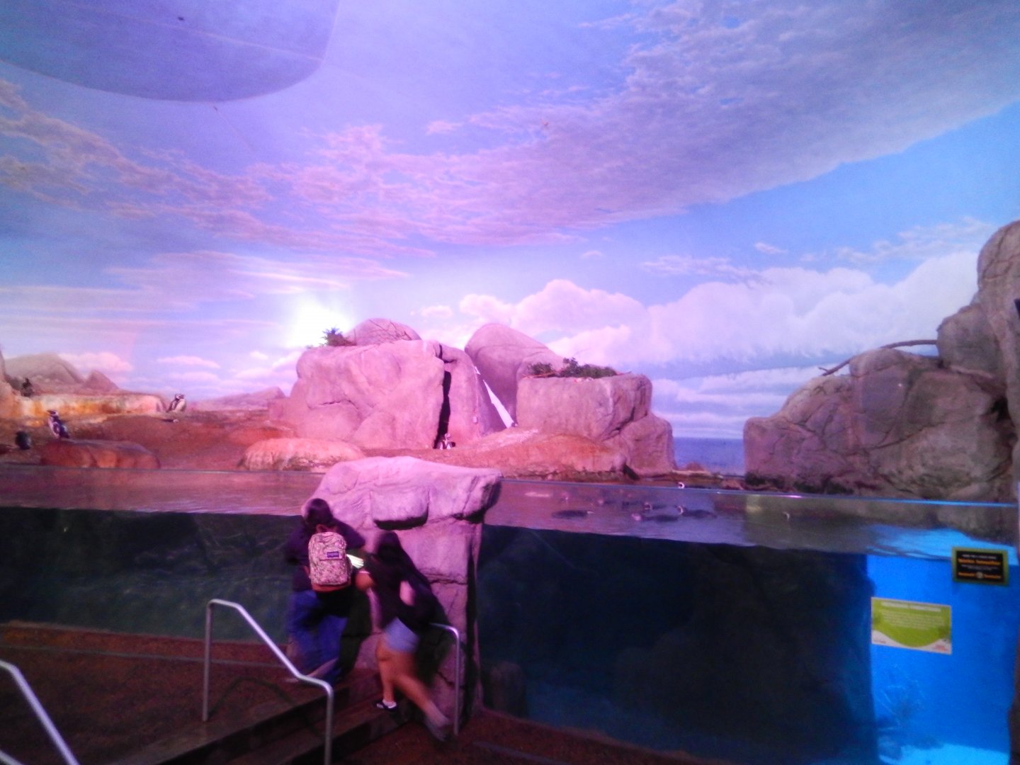 9/13/2024 - Magellanic Penguin Habitat