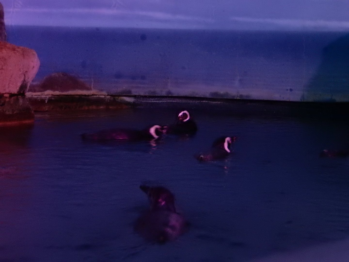 9/13/2024 - Magellanic Penguins