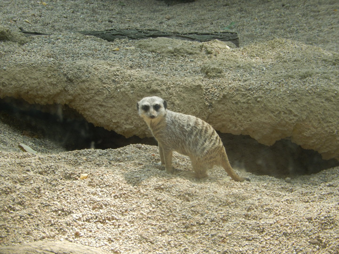 9/13/2024 - Meerkat