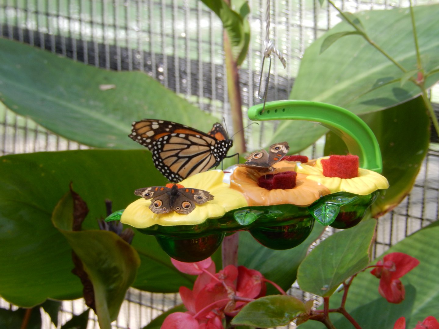 9/13/2024 - Monarch & Common Buckeye Butterflies