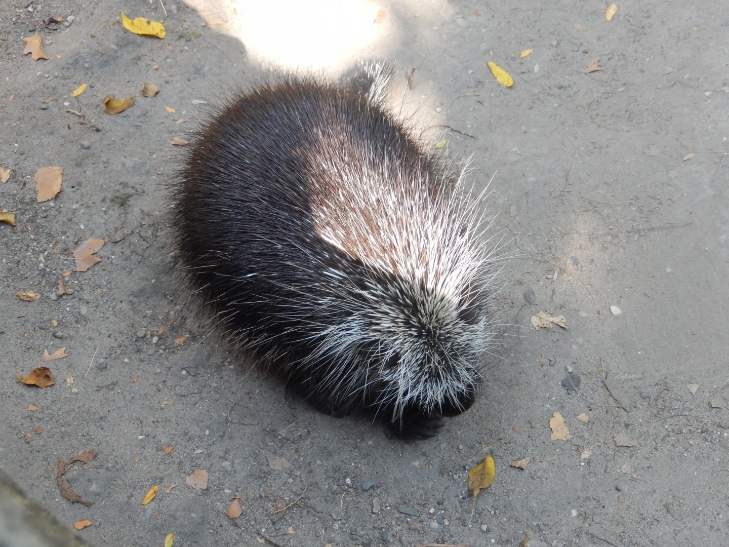 9/13/2024 - North American Porcupine