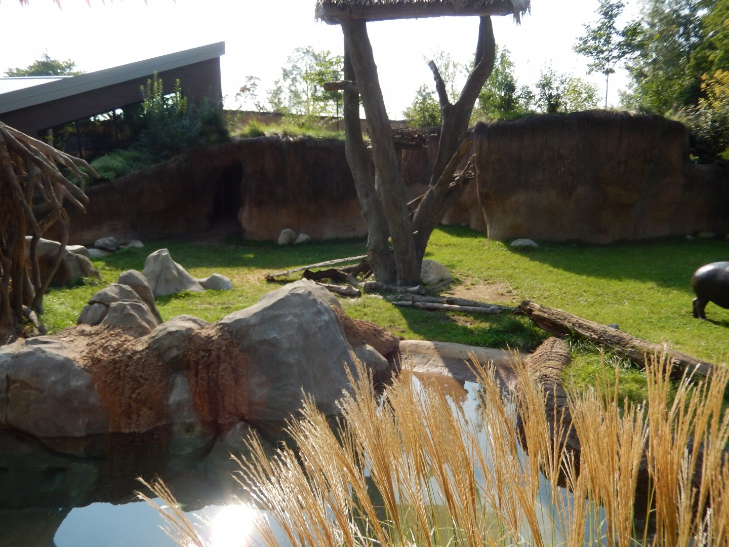 9/13/2024 - Pygmy Hippo Habitat (Left Half)